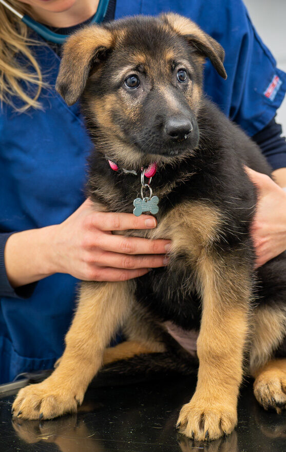 The Willows Veterinary Group - Hampton (Web) 029