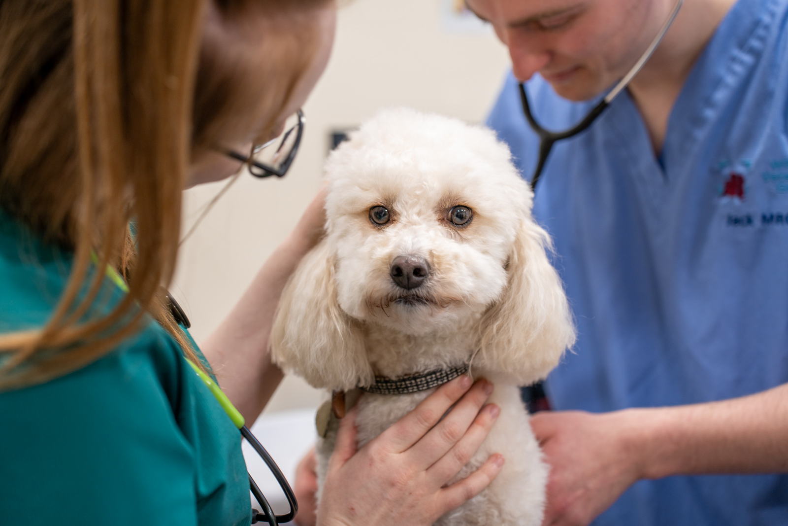 The Willows Veterinary Group - Lymm (Web) 018